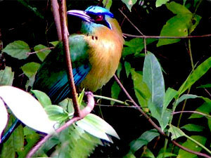 Vogelbeobachten Tour in Nepal
